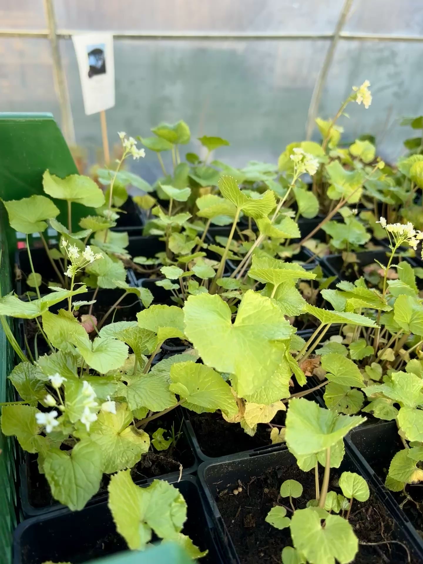 Wasabi Planta (Eutrema japonicum)