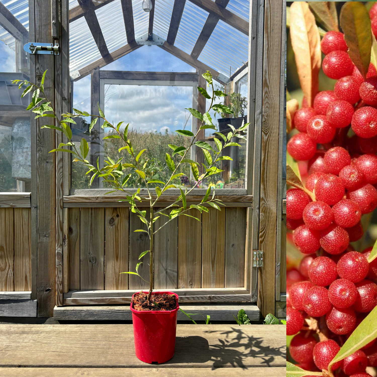 Röd Goumi / Koreansk Silverbuske Pointilla® 'Sweet'N'Sour' 80-120 cm (Elaeagnus umbellata)