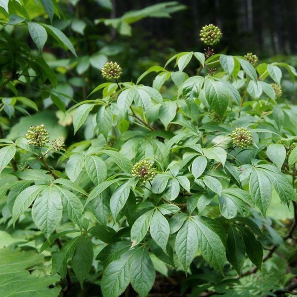 Sibirisk Ginseng Planta 15-20 cm (Eleutherococcus senticosus)
