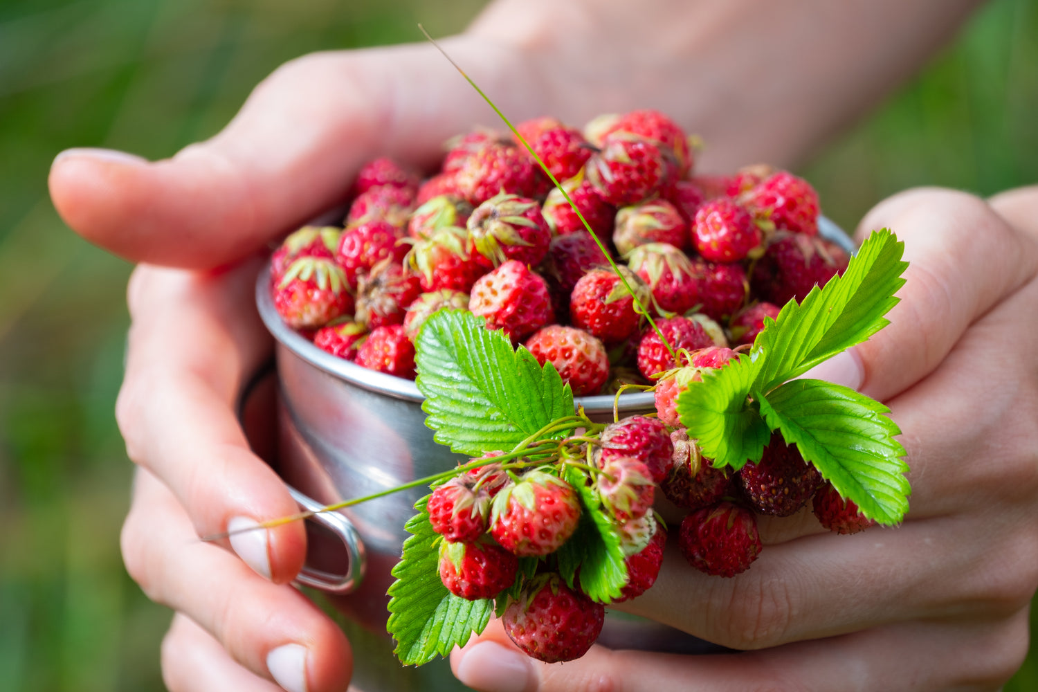Parksmultron 'Schöne Wienerin' P9 kruka (Fragaria moschata)