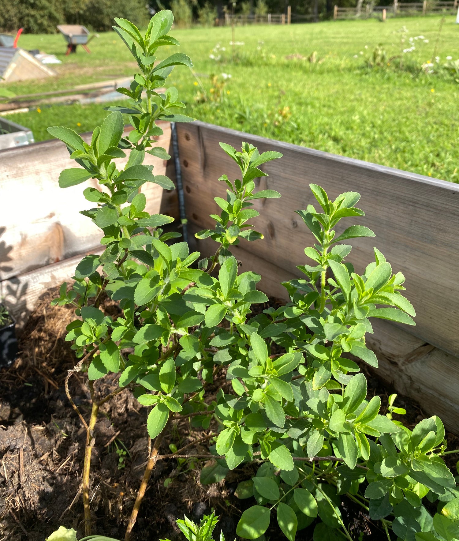Stevia / Sötflockel Planta 30-40 cm (Stevia rebaudiana)