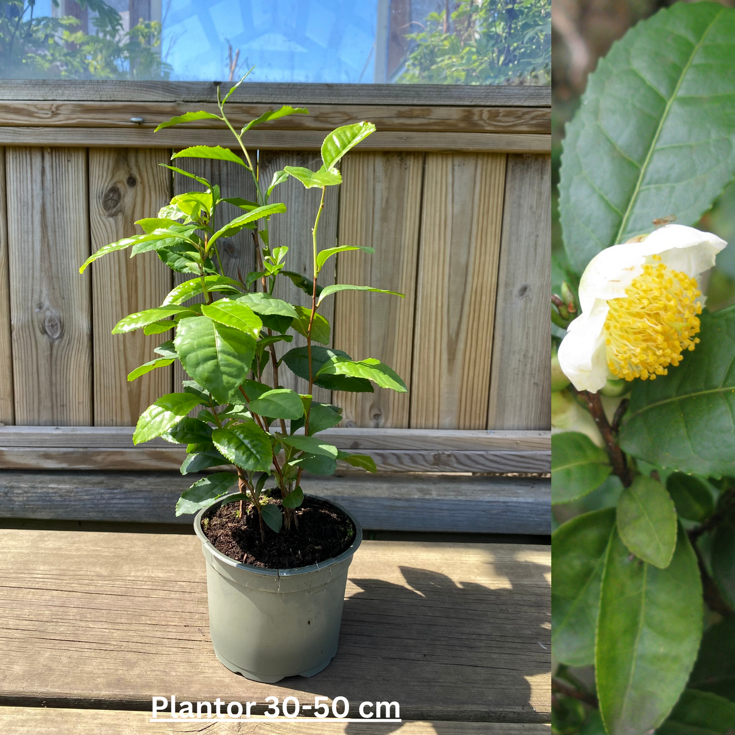 Tebuske / Teträd i olika storlekar 30-70 cm (Camellia sinensis)