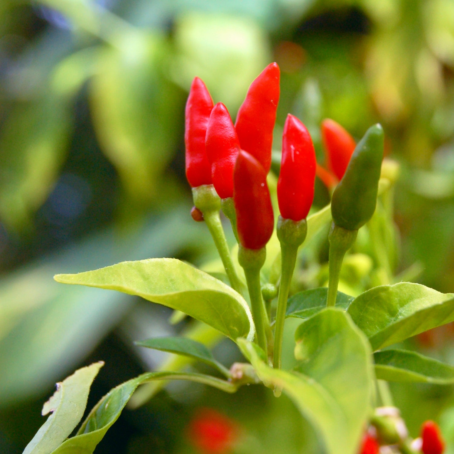 Thailändsk Chilipeppar 'Bird's Eye' (Capsicum annuum)