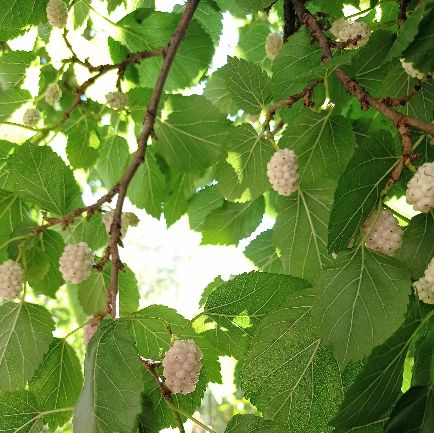 Vitt Mullbärsträd 'White Berry' 175-200 cm (Morus alba)