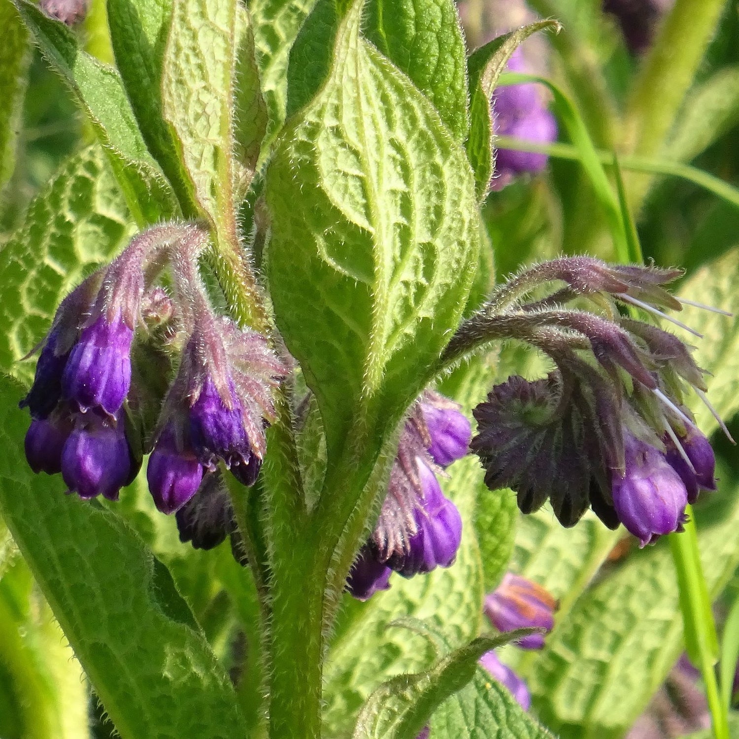 Äkta Vallört (Symphytum officinale)