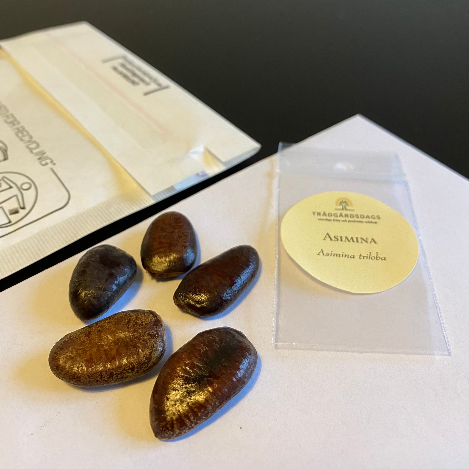 Asimina / Paw Paw (Asimina triloba)