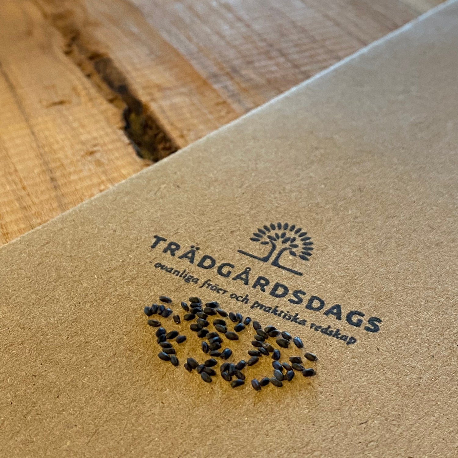 Citronbasilika (Ocimum x africanum)