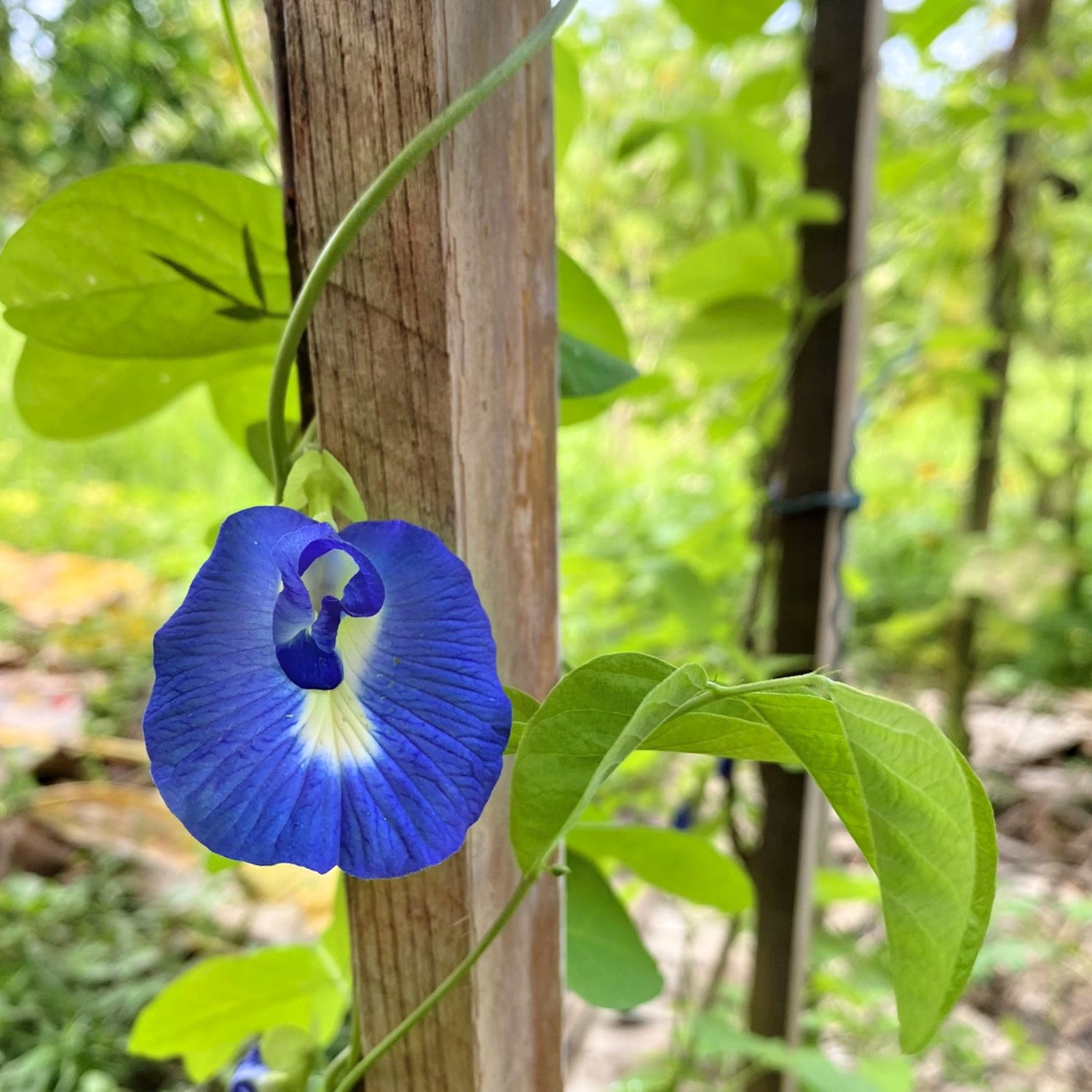Blå Himmelsärt Dubbla Kronblad (Clitoria ternatea)