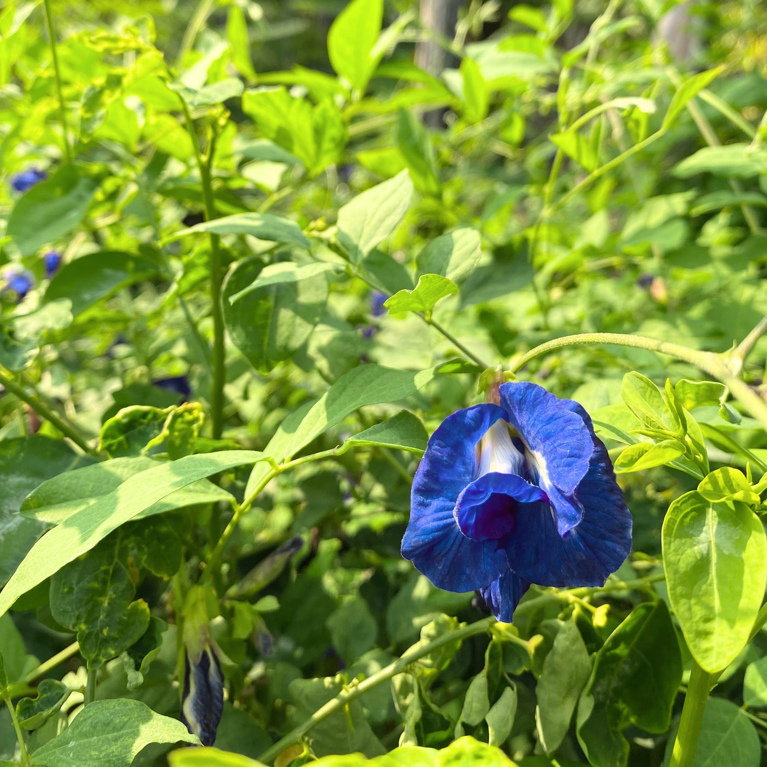 Blå Himmelsärt Fylld Blomma (Clitoria ternatea)