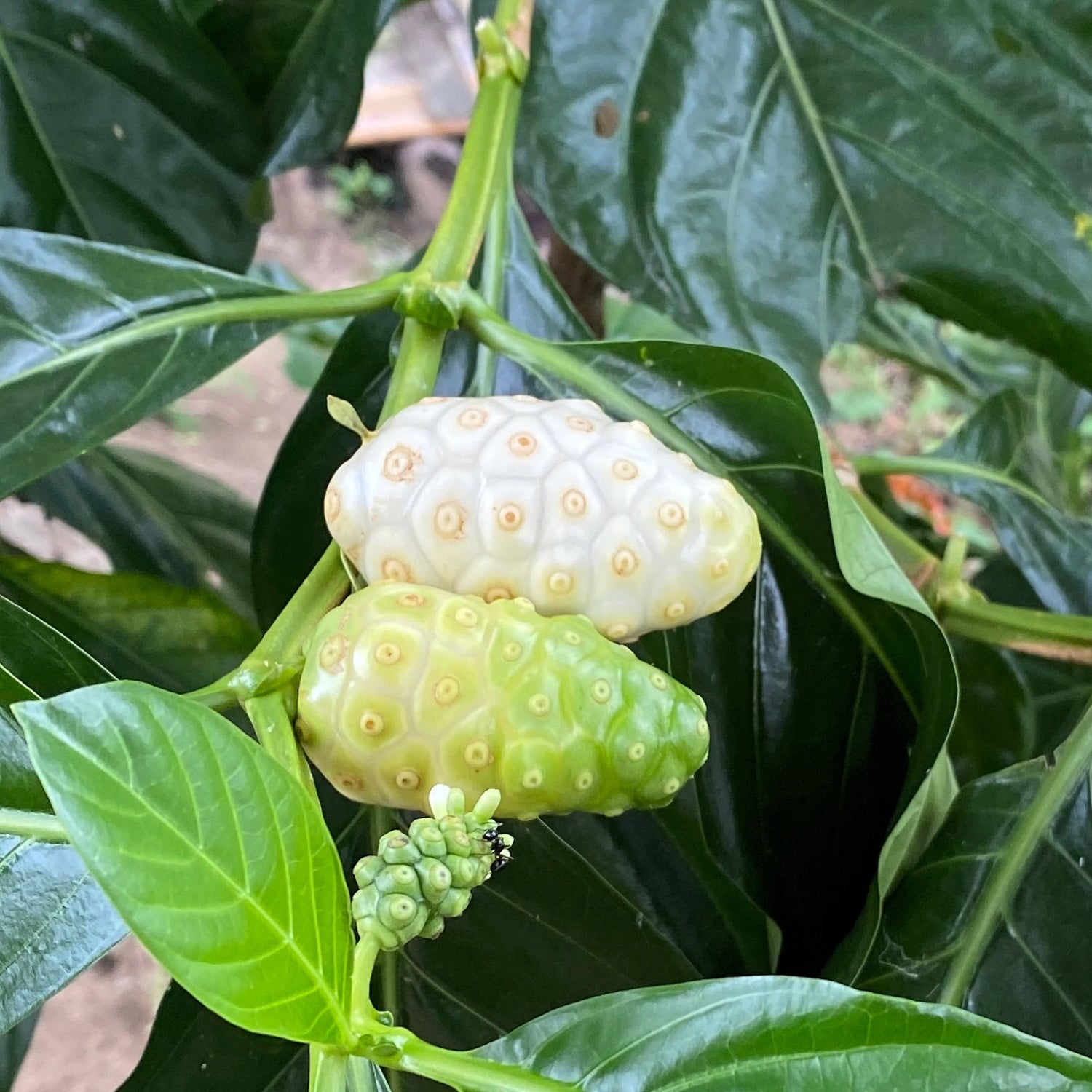 Noni (Morinda citrifolia)